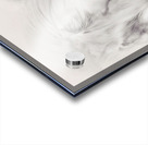 Fairytale Dreams Acrylic print