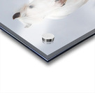 Dreamwalker Acrylic print