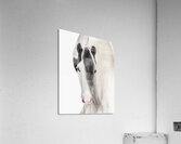 Defined Elegance Acrylic Print