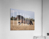 Free Spirit Acrylic Print