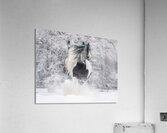 First Snow Acrylic Print