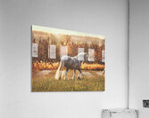 Field of Dreams Acrylic Print