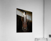 Embers in the Dark Acrylic Print