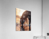 Quiet Reflection Acrylic Print