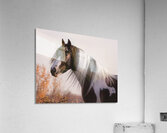 Silent Gaze Acrylic Print