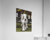 The Heart Knows Acrylic Print