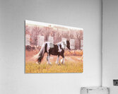 Sunlit Treasures Acrylic Print