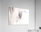 A Quiet Gaze Acrylic Print