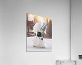 A winters Walk Acrylic Print