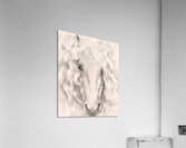 Dear Anna Acrylic Print