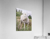 Wild Flower Acrylic Print