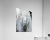 Having Fun Acrylic Print