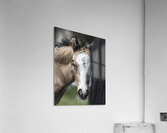 I See You Acrylic Print