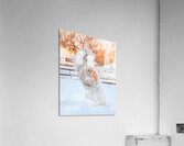 Throught the Silence Acrylic Print