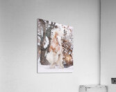 WinterLight Acrylic Print