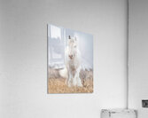 Dreamwalker Acrylic Print