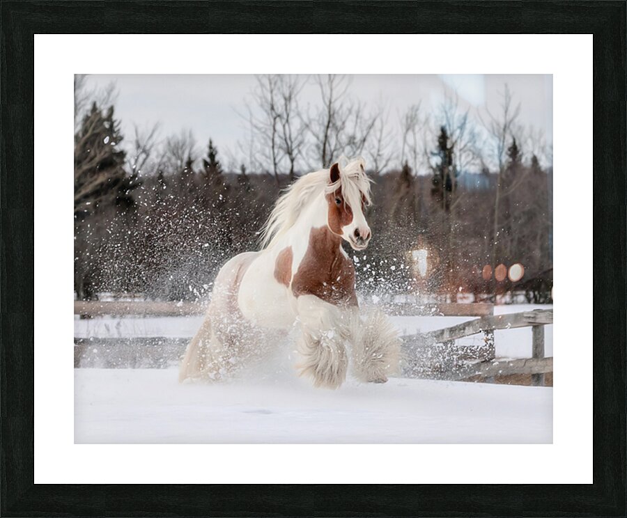 Snow Dancer Picture Frame print