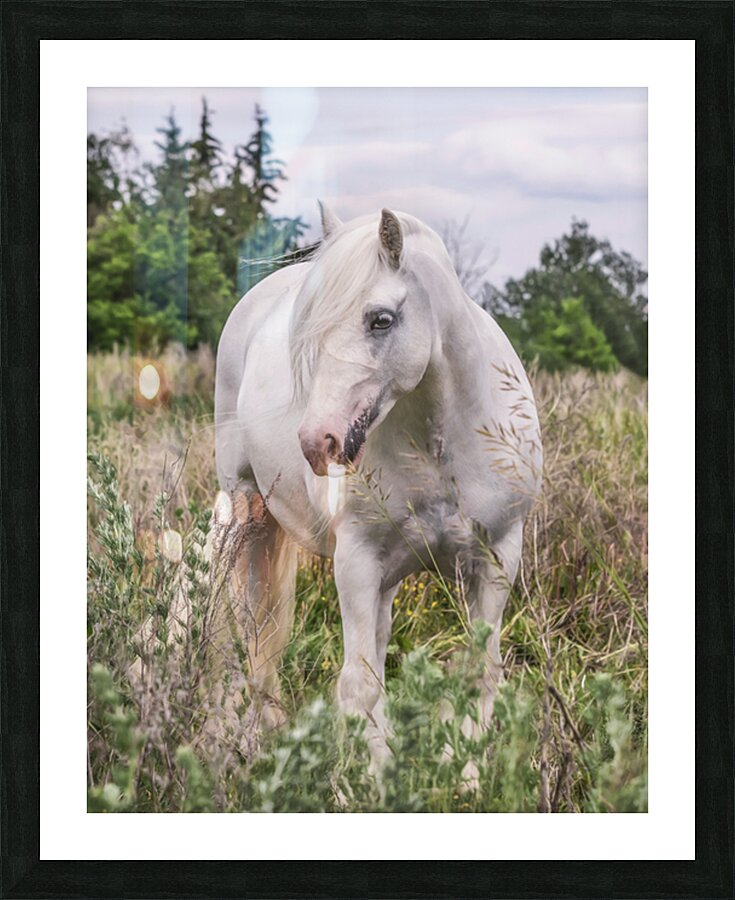 Wild Flower Picture Frame print