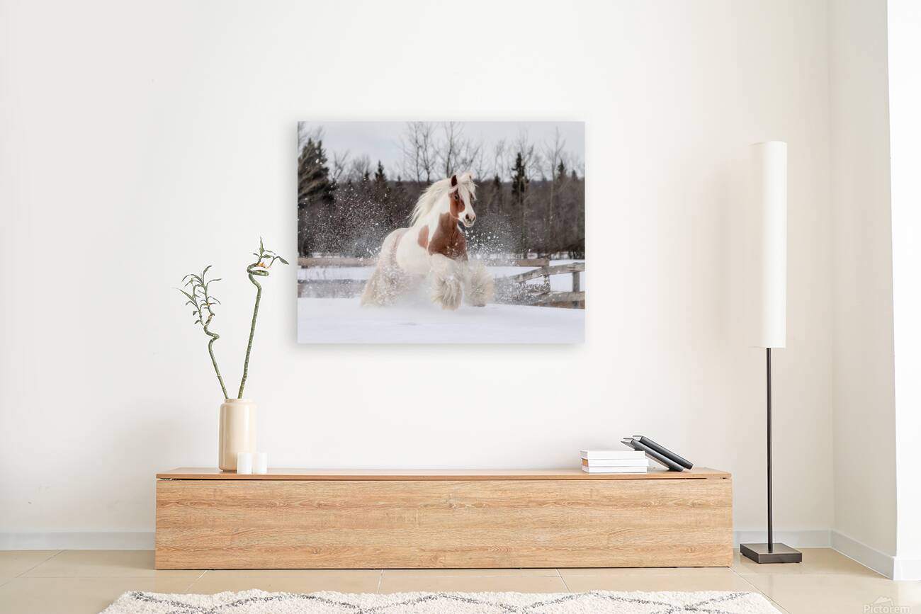 Snow Dancer Reproduction