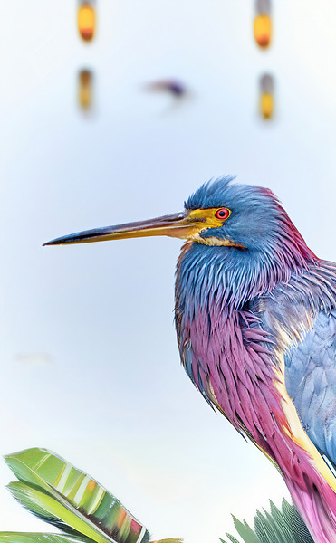 Tri Colored Heron Digital Download