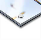 Tri Colored Heron Acrylic print