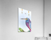 Tri Colored Heron Acrylic Print