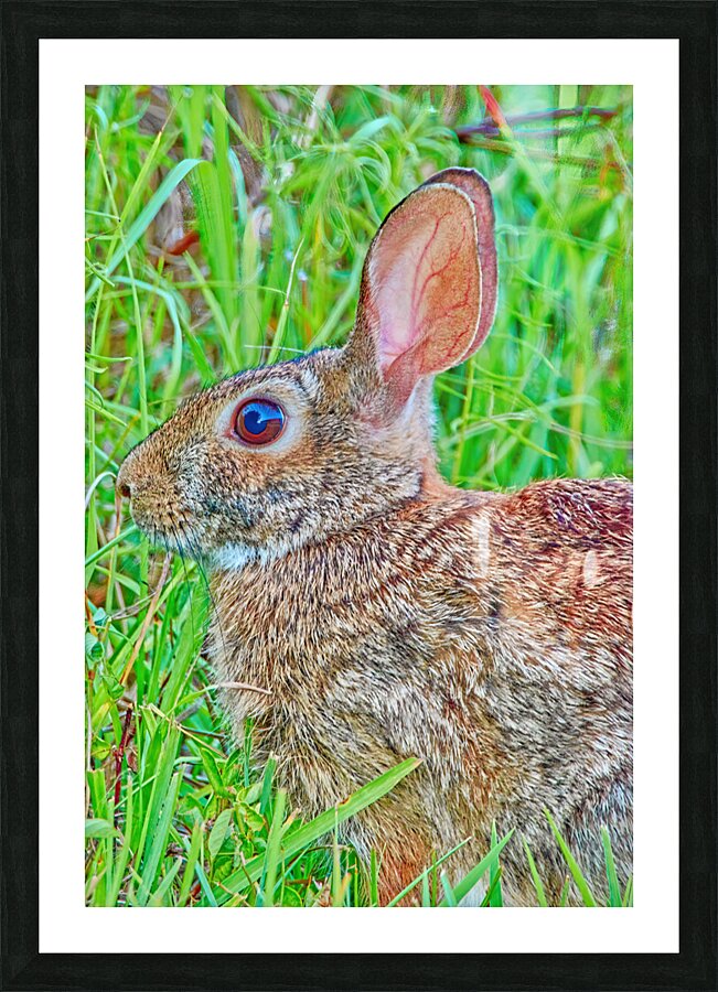 Peter Cottontail Picture Frame print
