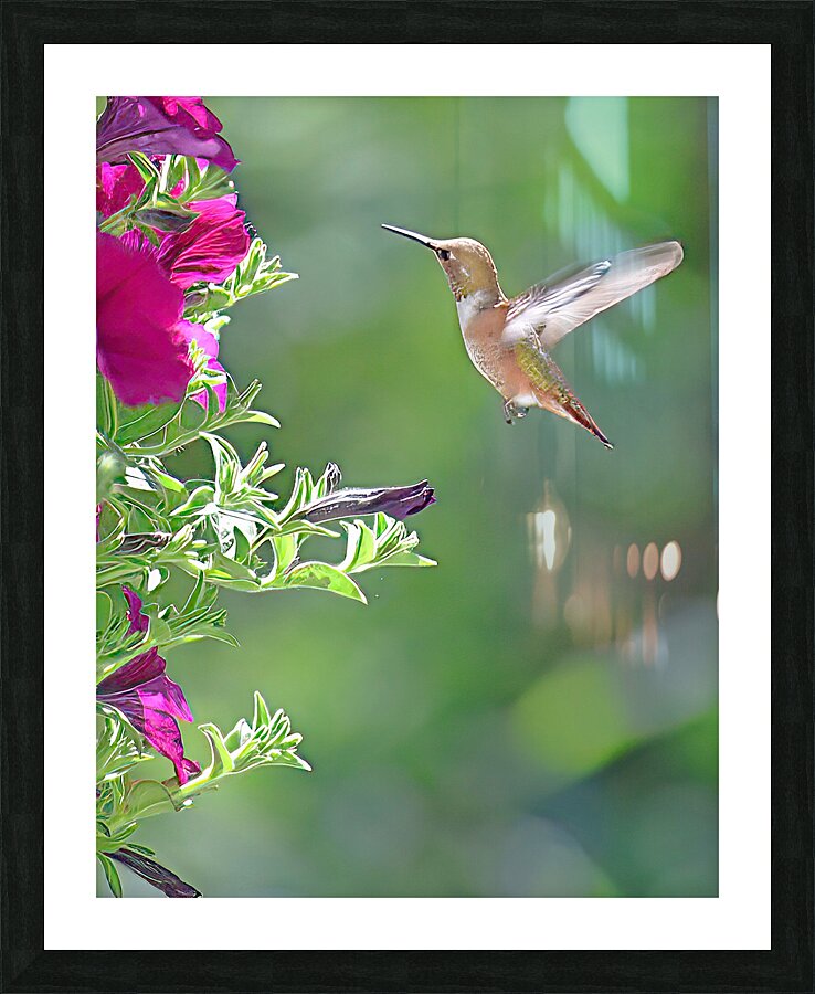 Hummingbird Picture Frame print