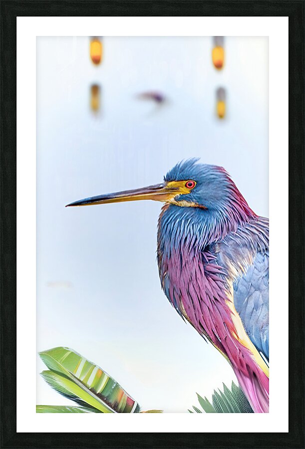 Tri Colored Heron Picture Frame print