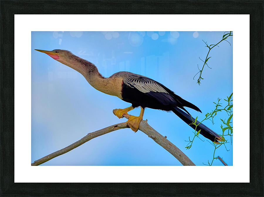 Female Anhinga Snakebird Picture Frame print