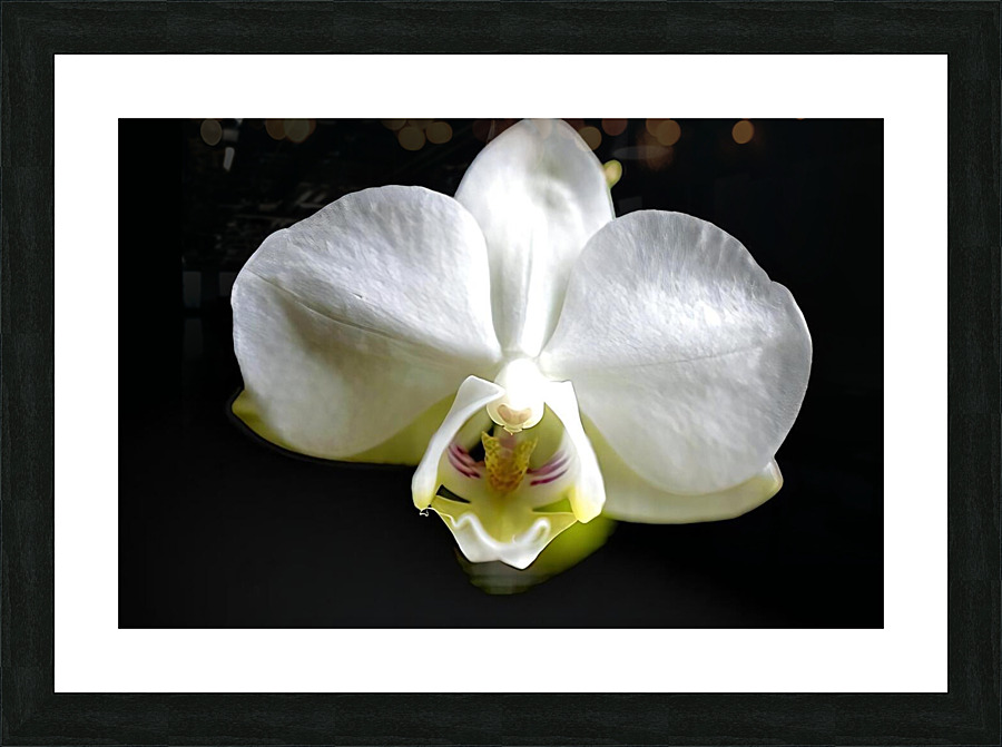 White Orchid Picture Frame print
