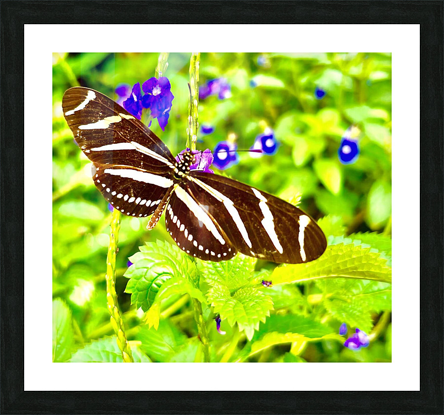 Zebra Longwing Picture Frame print