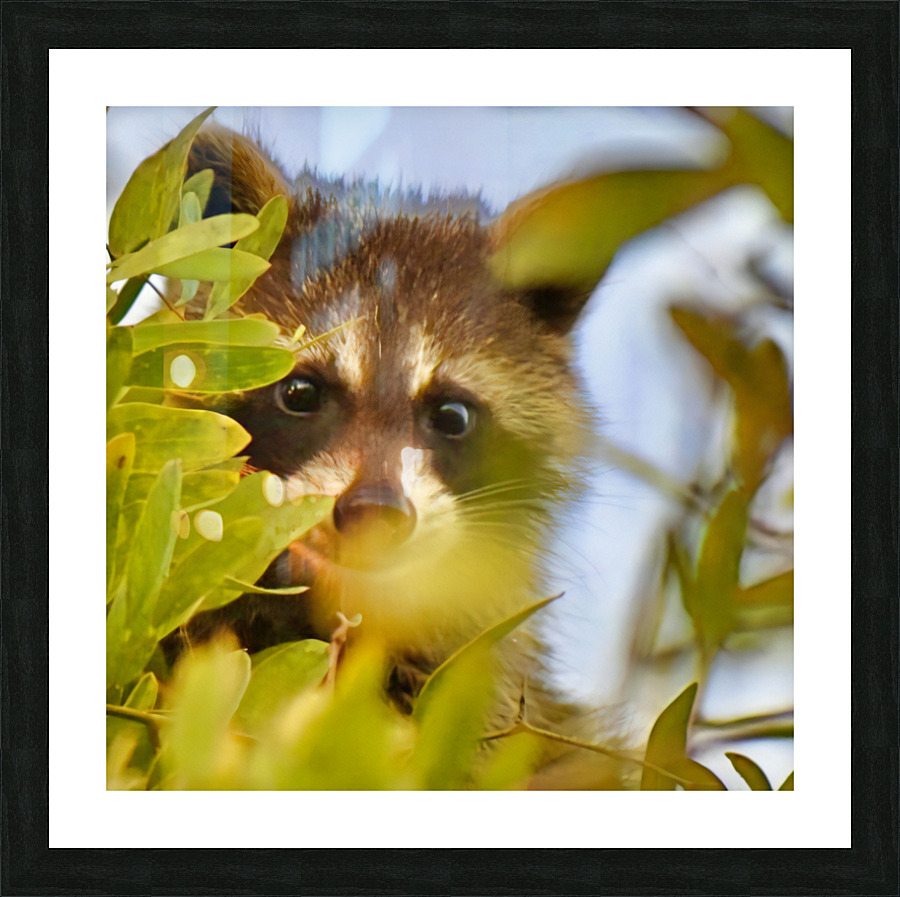 Racoon Kit Picture Frame print