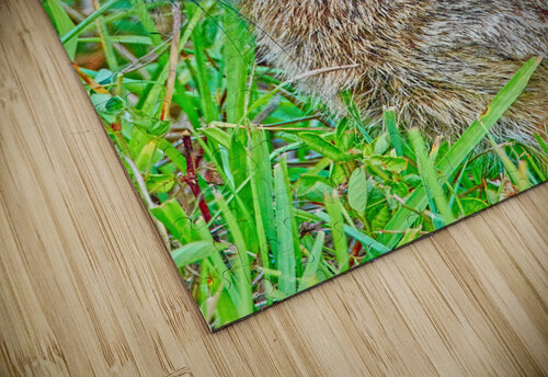 Peter Cottontail Darin E Hartley Photography puzzle
