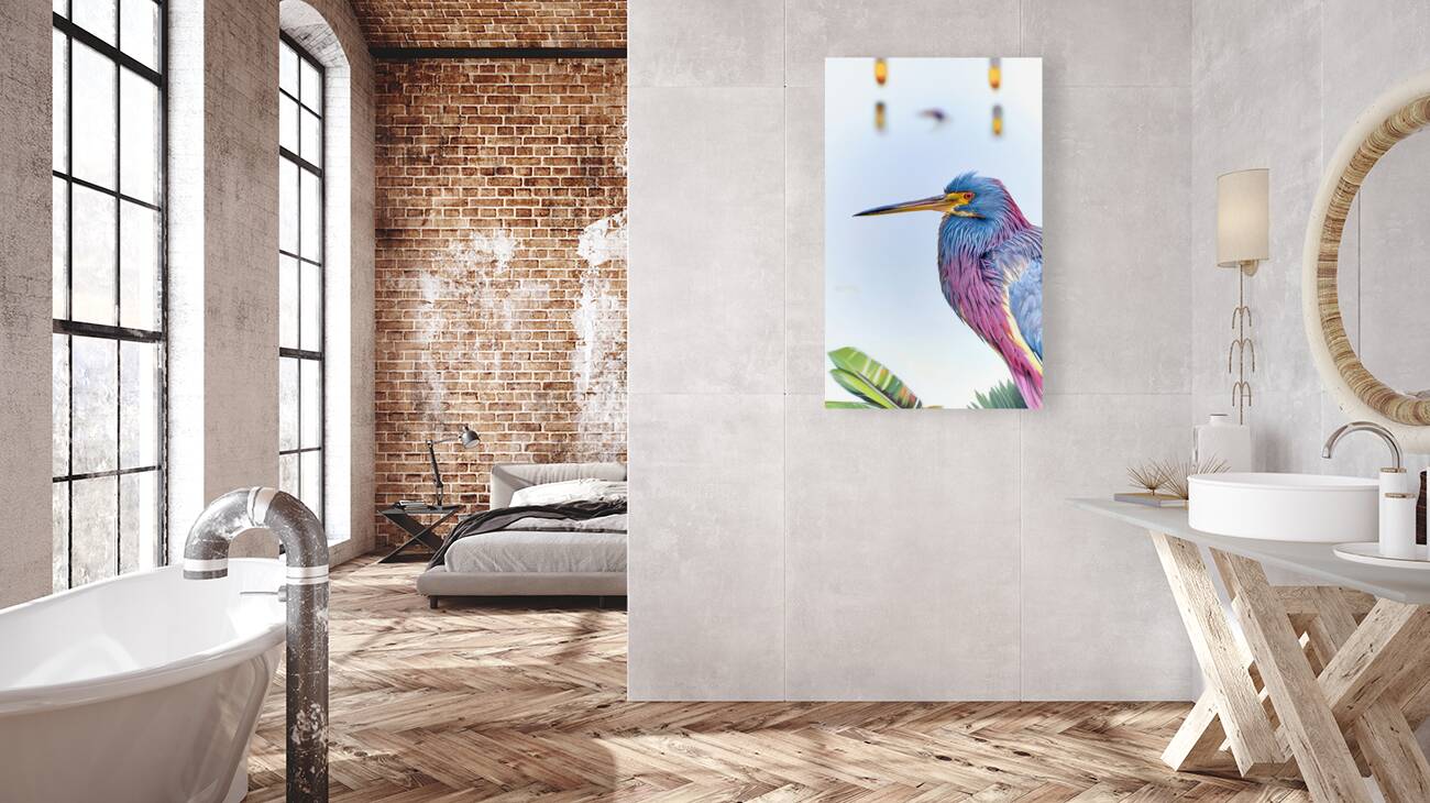 Tri Colored Heron Reproduction