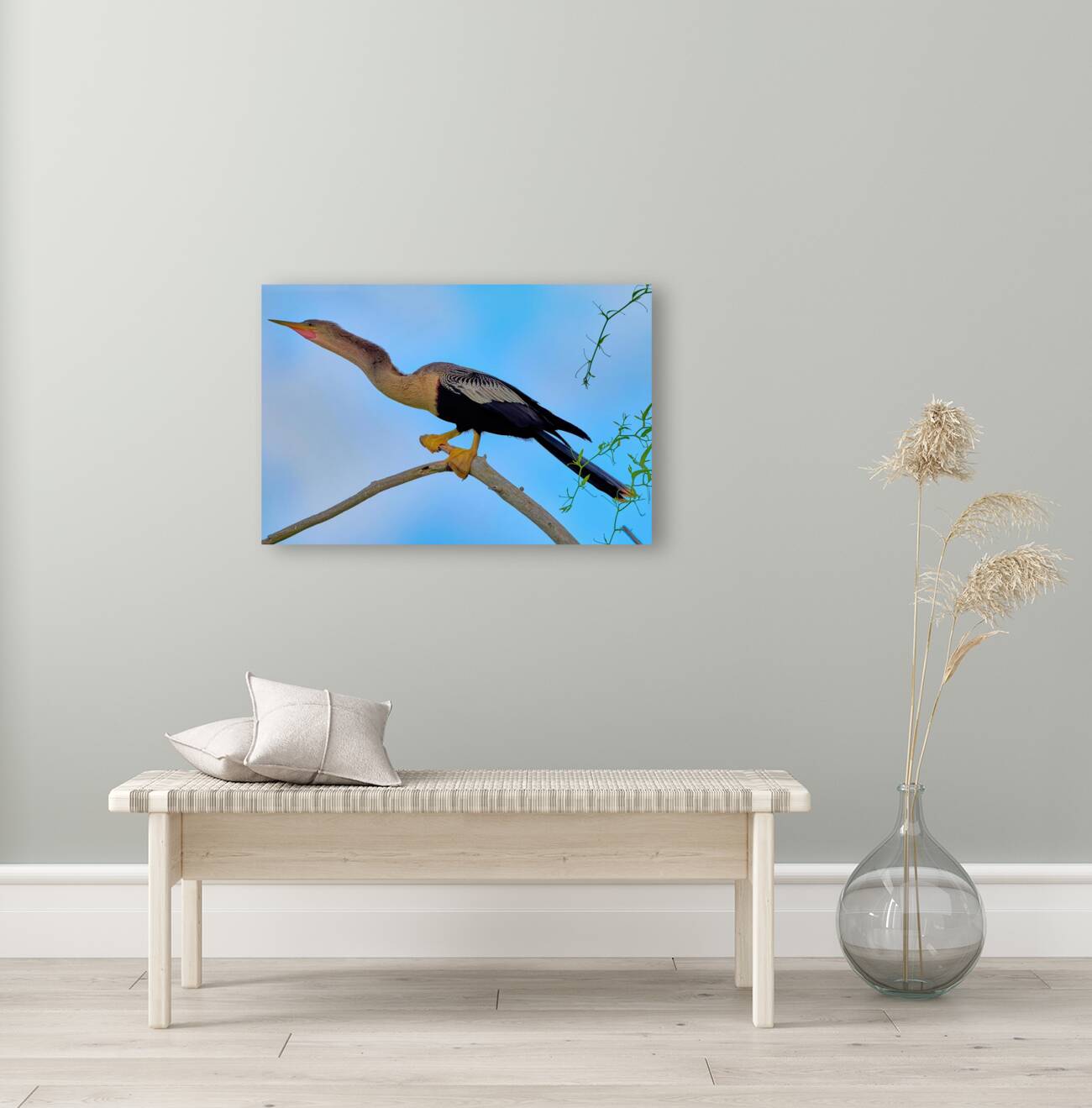 Female Anhinga Snakebird Reproduction