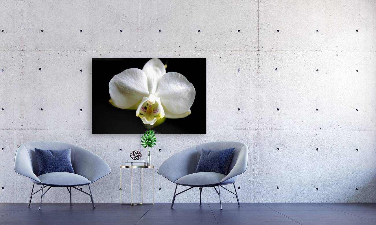 White Orchid Reproduction