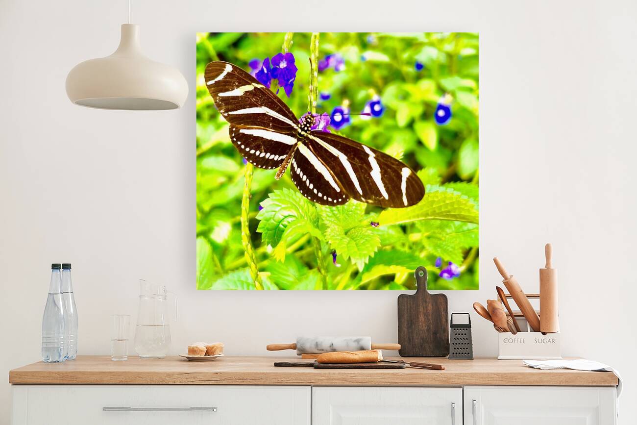 Zebra Longwing Reproduction