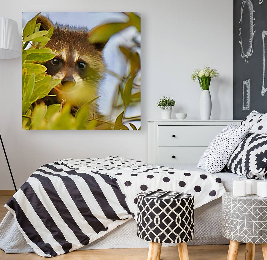 Racoon Kit Reproduction