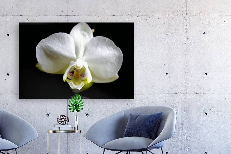 White Orchid Reproduction