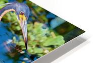 Stepping Tri-Colored Heron HD Metal print