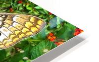 Buckeye Butterfly on Lantana HD Metal print