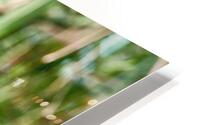 Wading Tri-Colored Heron HD Metal print