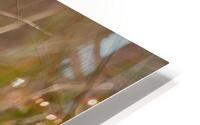 Intensity HD Metal print