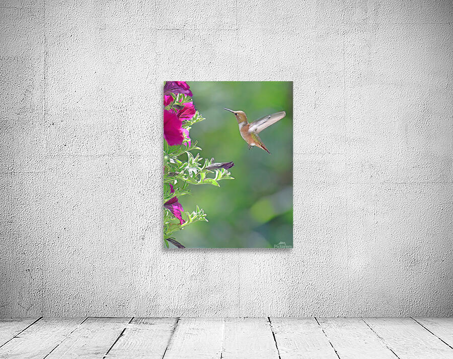 Hummingbird Wall Preview
