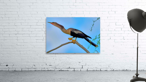 Female Anhinga Snakebird Wall Preview