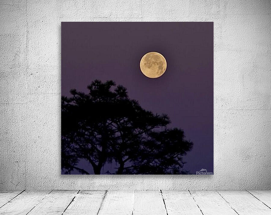 Full Moon over Slash Pine Trees Wall Preview