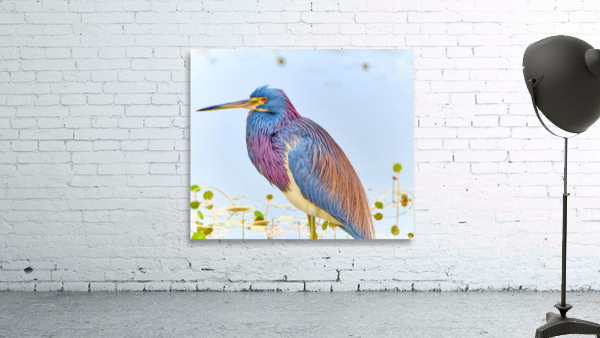 Beautiful Tricolored Heron Wall Preview