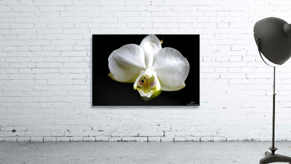 White Orchid Wall Preview