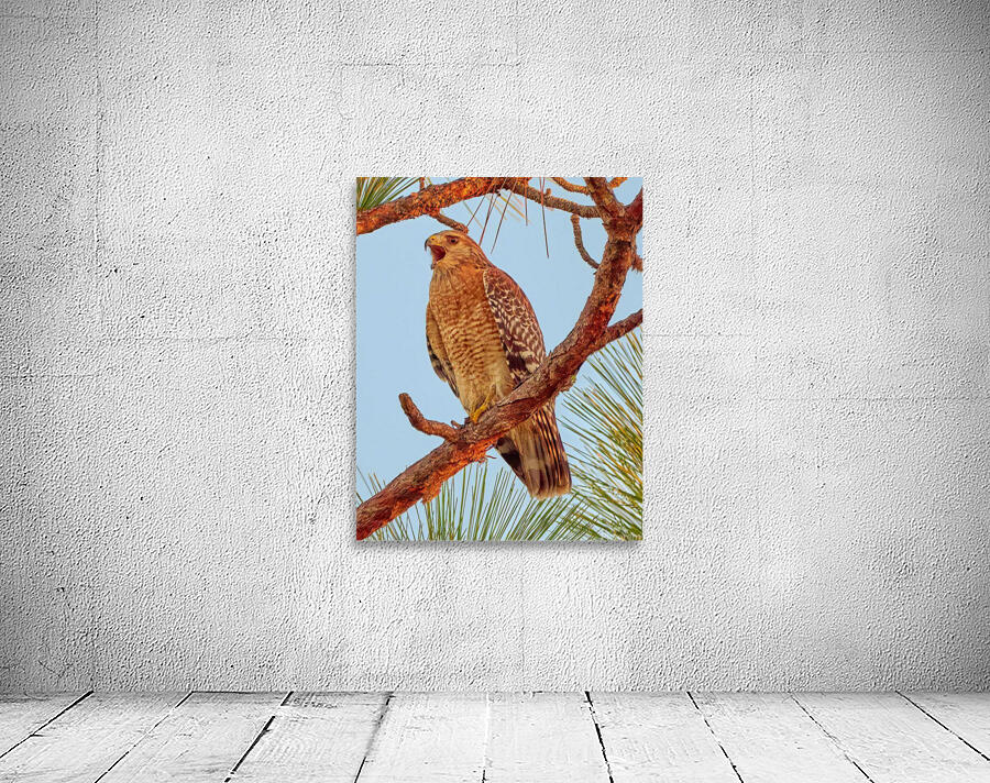 Red-Shouldered Hawk Wall Preview